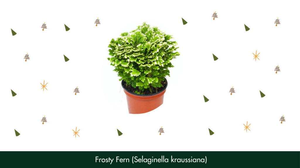 24. Frosty Fern (Selaginella kraussiana)