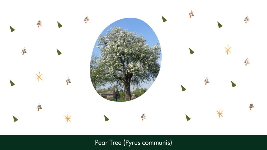 21. Pear Tree (Pyrus communis)