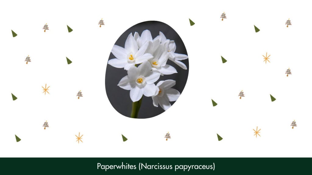 20. Paperwhites (Narcissus papyraceus)