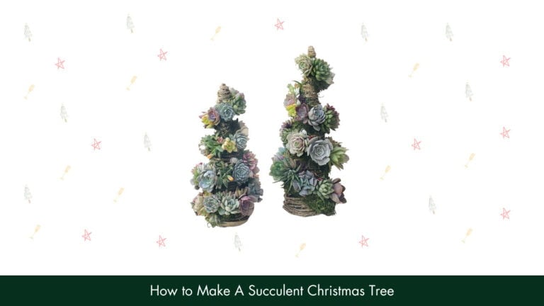 How To Make A Succulent Christmas Tree