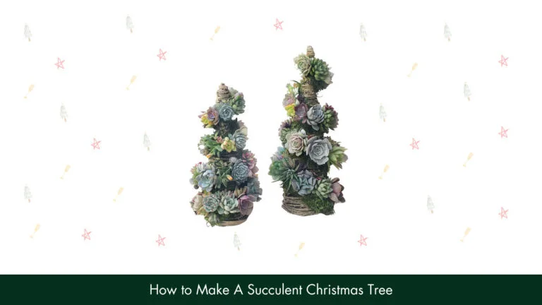 How To Make A Succulent Christmas Tree