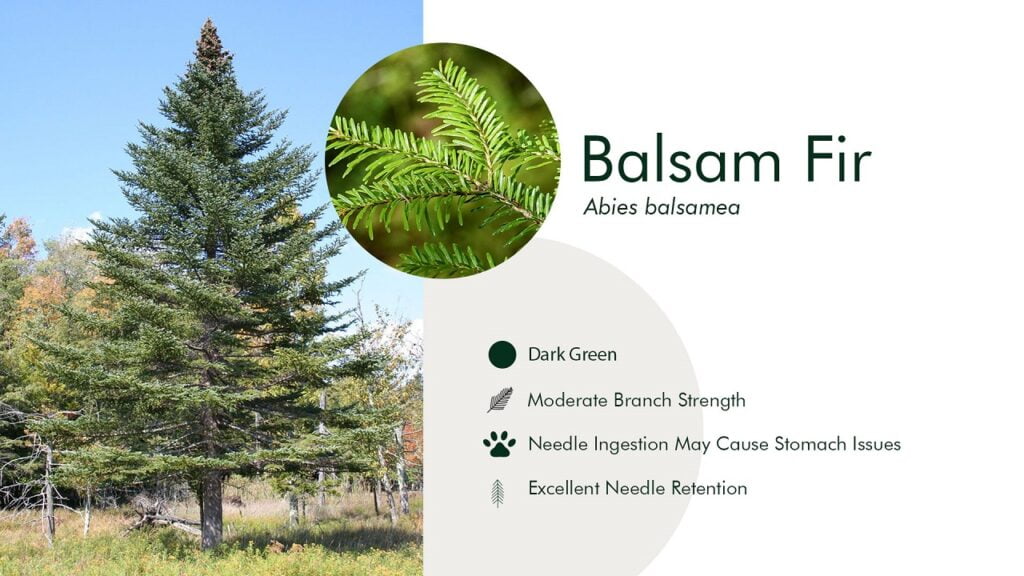 1. Balsam Fir (Abies balsamea)