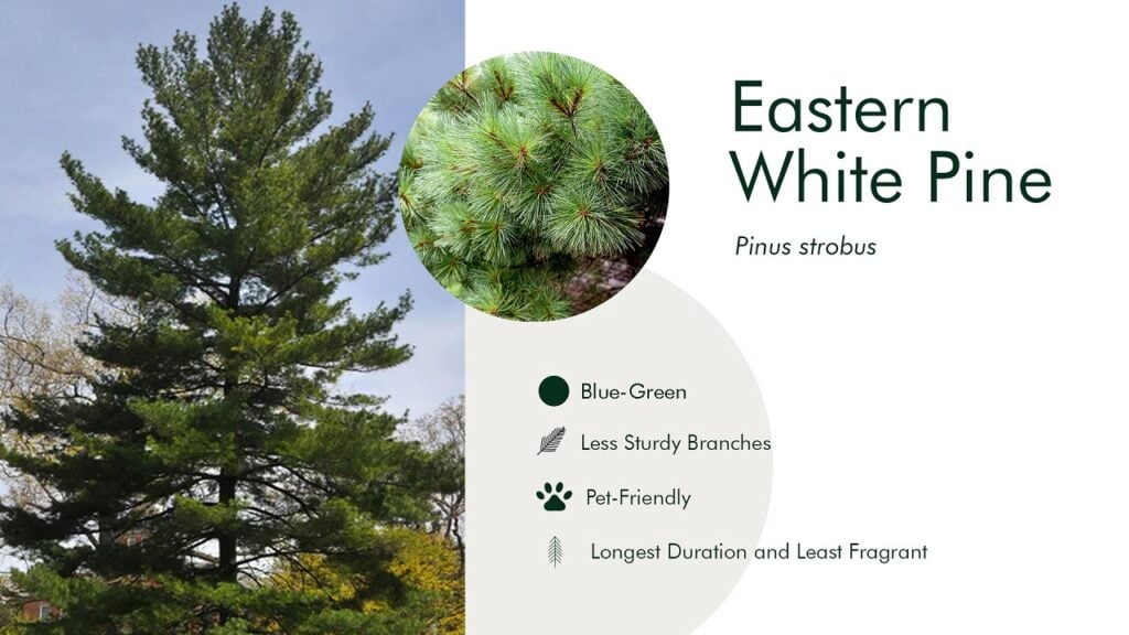 11. Eastern White Pine (Pinus strobus)