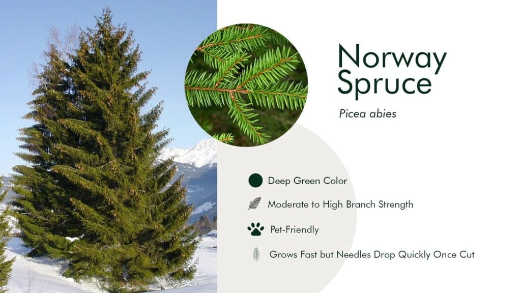 12. Norway Spruce (Picea abies)