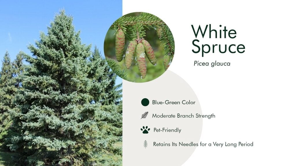 13. White Spruce (Picea glauca)