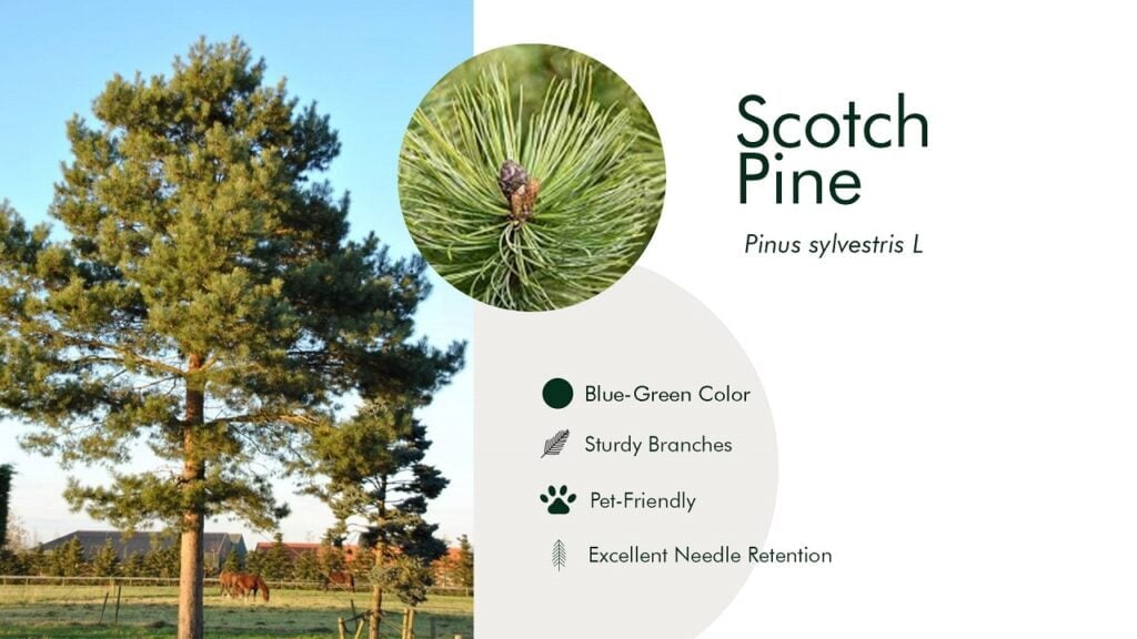 14. Scotch Pine (Pinus sylvestris L)