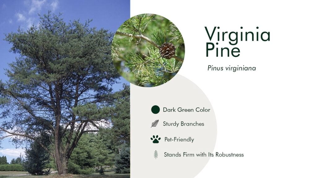 15. Virginia Pine (Pinus virginiana)