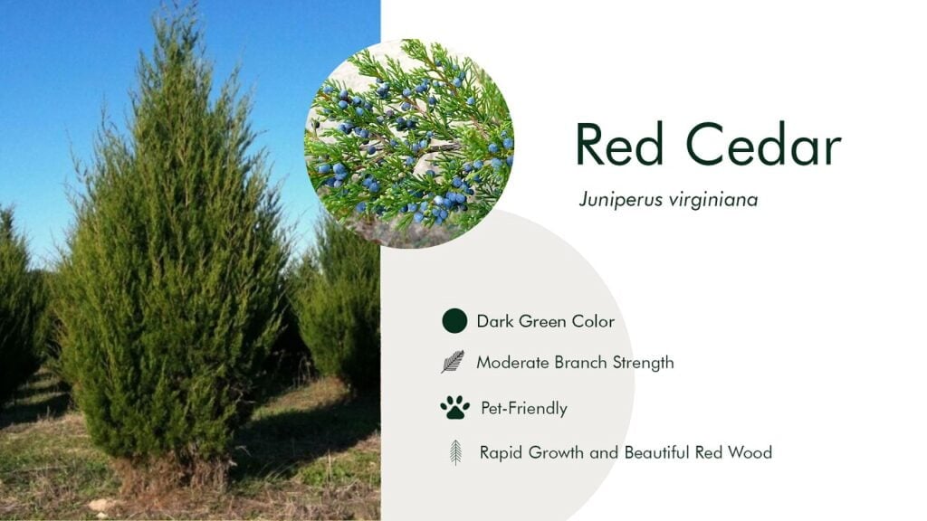 16. Red Cedar (Juniperus virginiana)