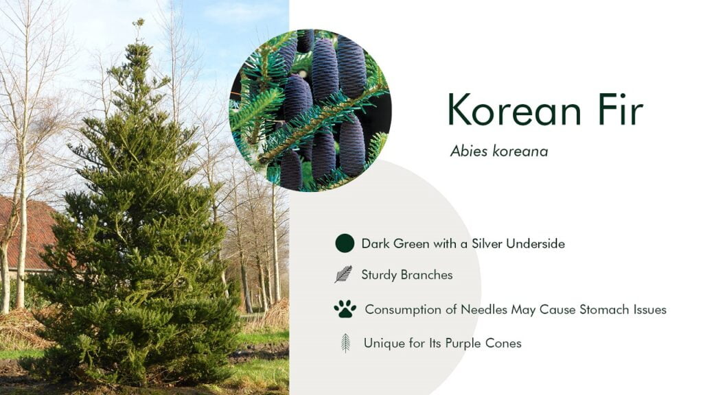 17. Korean Fir (Abies koreana)