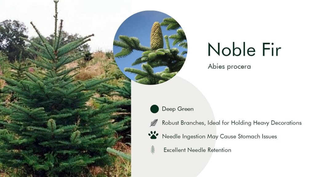 3. Noble Fir (Abies procera)