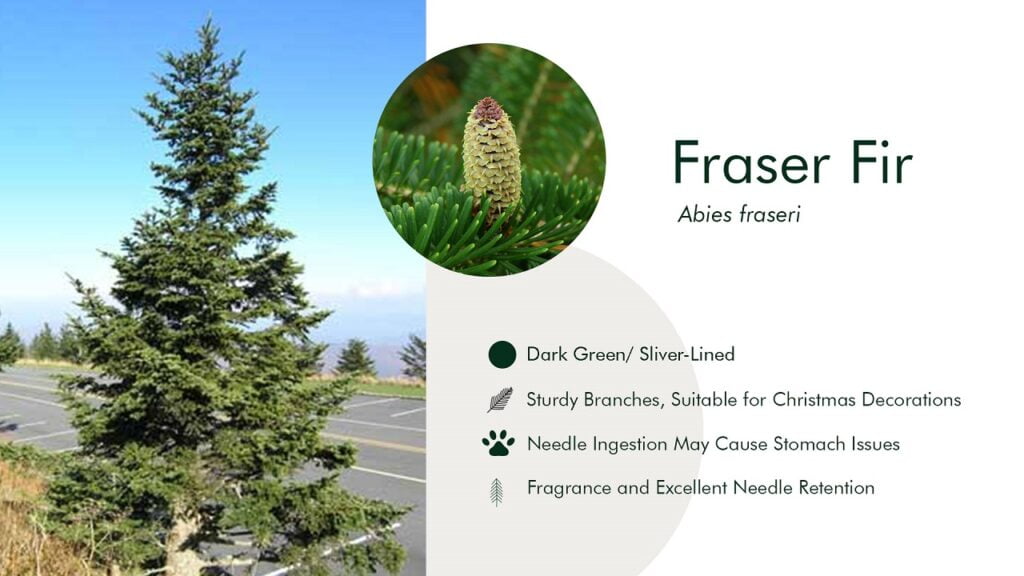 2. Fraser Fir (Abies fraseri)