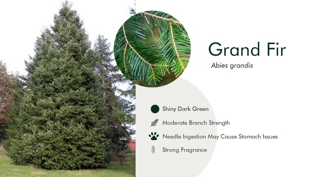 4. Grand Fir (Abies grandis)