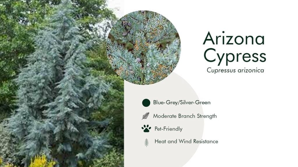 5. Arizona Cypress (Cupressus arizonica)