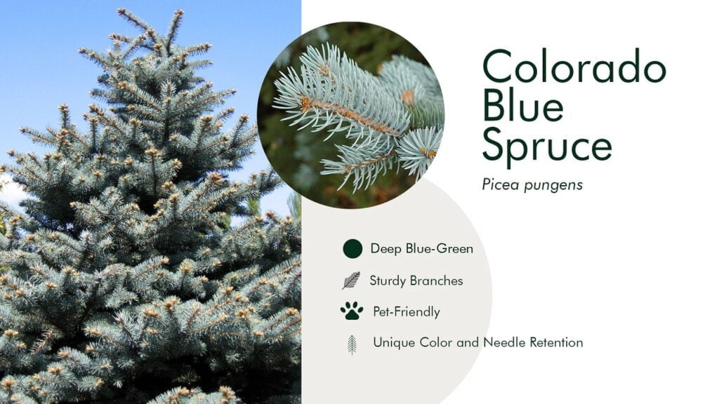 6. Colorado Blue Spruce (Picea pungens)