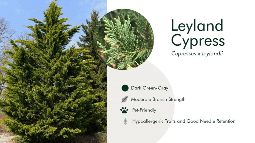 7. Leyland Cypress (Cupressus x leylandii)