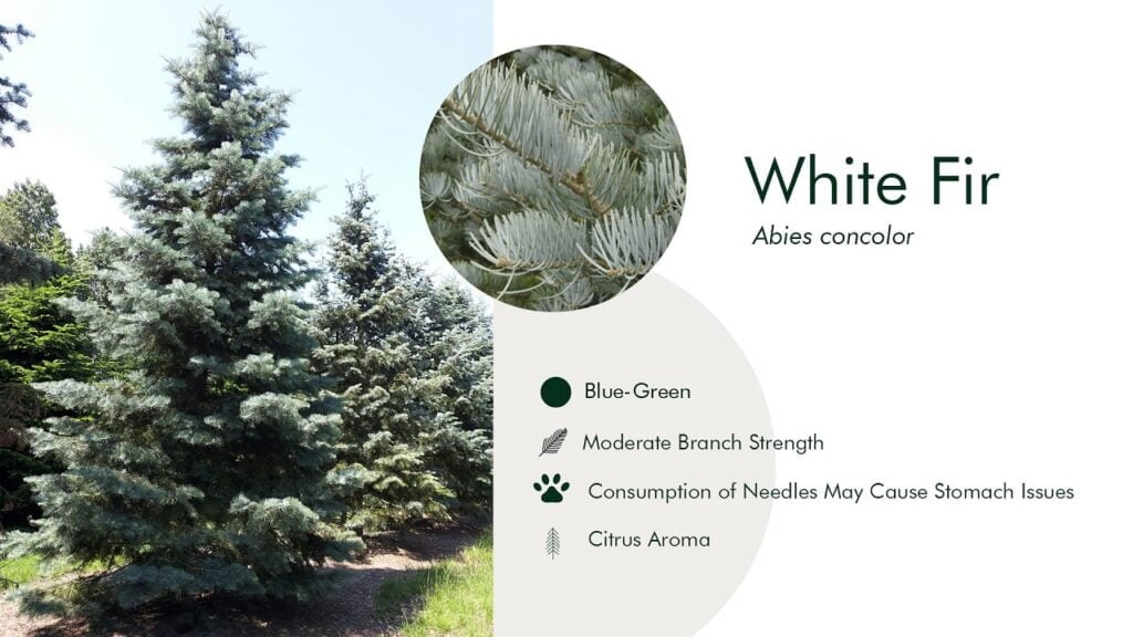 8. White Fir (Abies concolor)