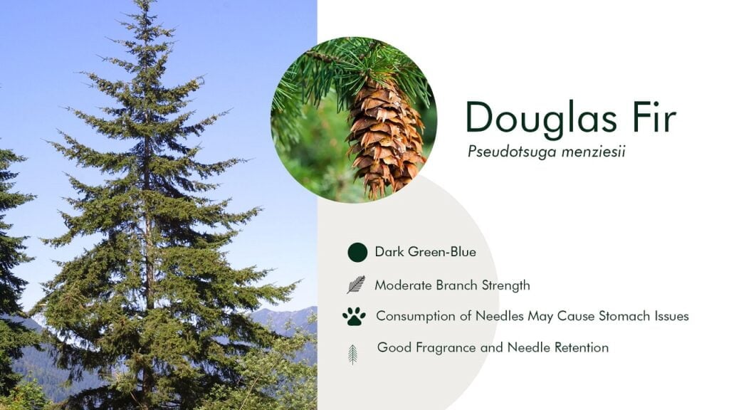 9. Douglas Fir (Pseudotsuga menziesii)