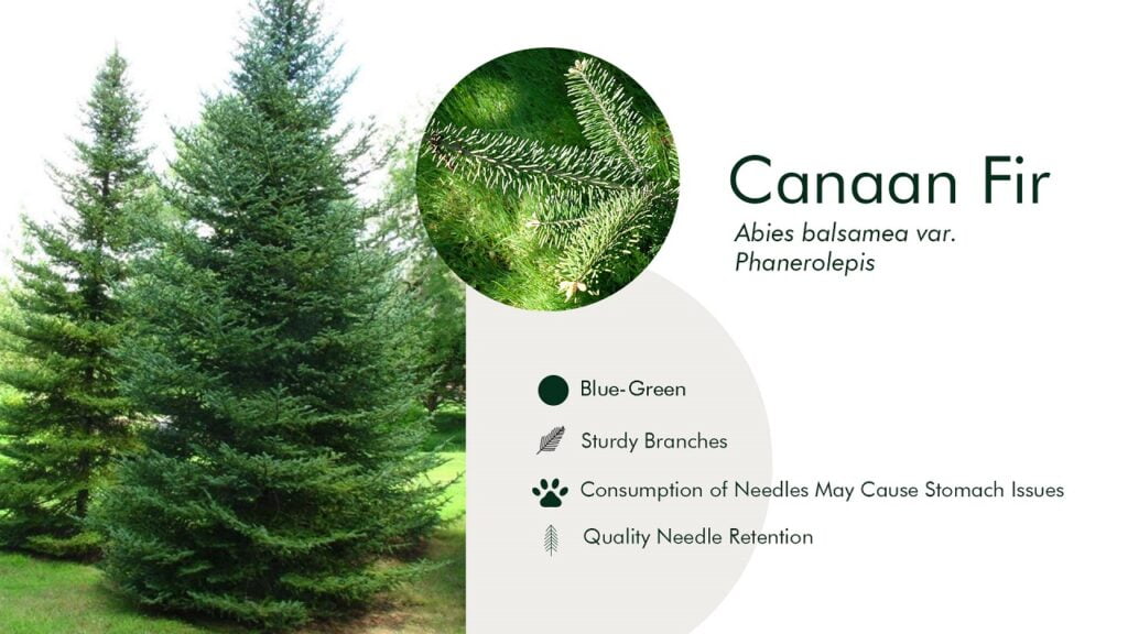 10. Canaan Fir (Abies balsamea var. Phanerolepis)